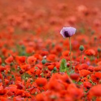 Clubmeisterschaft 2025